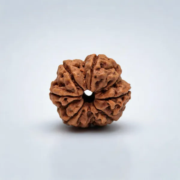 Krystalsnmore_5_Mukhi_Rudraksha