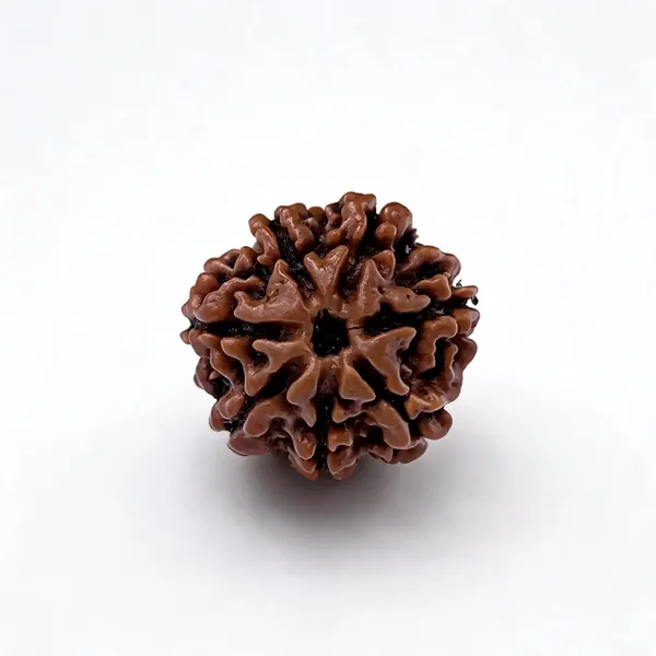 Krystalsnmore_7_Mukhi_Rudraksha