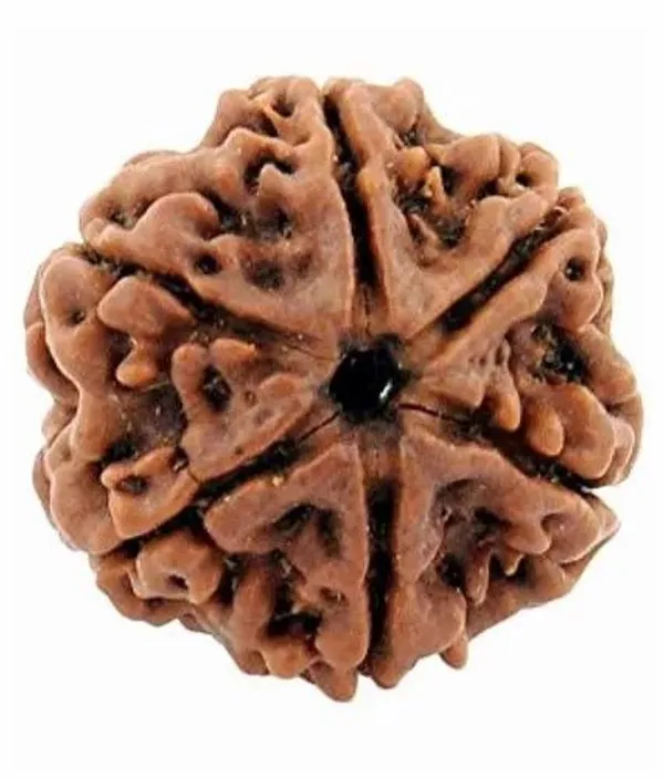 Krystalsnmore_6_Mukhi_Rudraksha_Combo