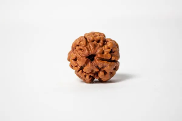 Krystalsnmore_3_Mukhi_Nepali_Rudraksha