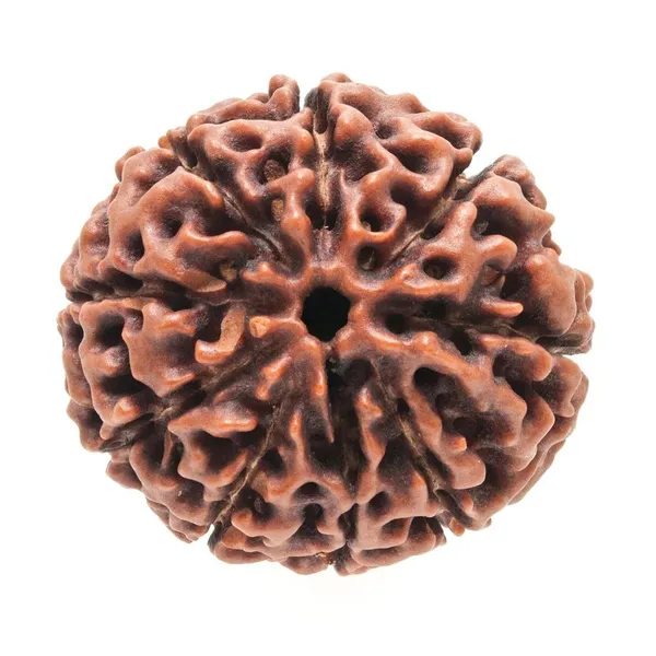 Krystalsnmore_9_Mukhi_Rudraksha_Combo