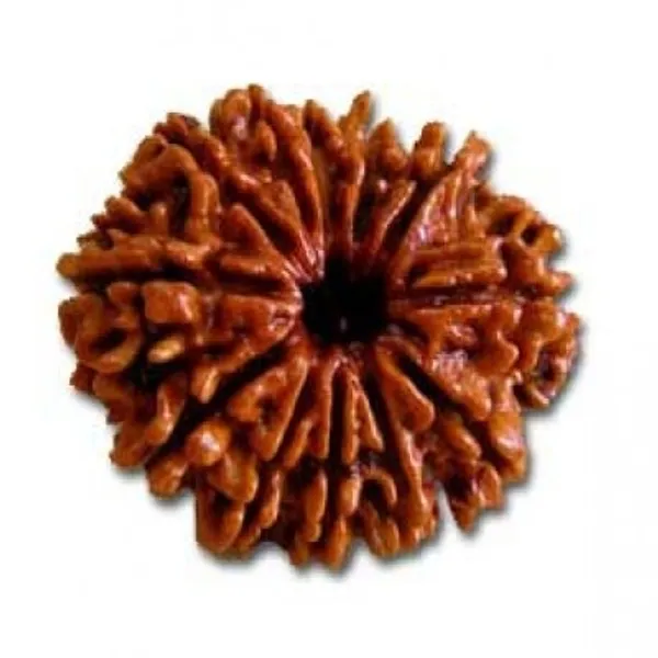 Krystalsnmore_12_Mukhi_Rudraksha_Combo