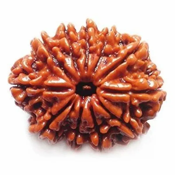 Krystalsnmore_11_Mukhi_Rudraksha_Combo