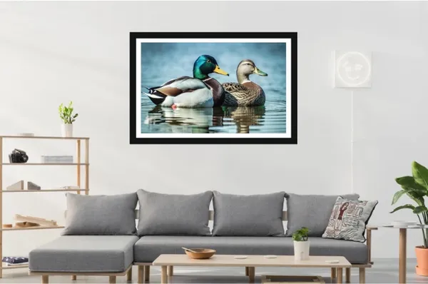 Framed_Wildlife_Duck_Print_Wall_Art