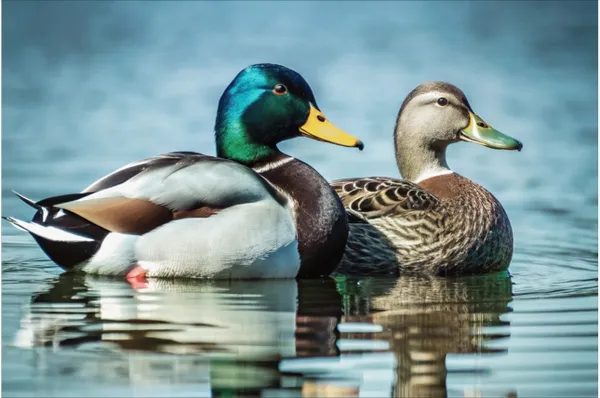 Framed_Wildlife_Duck_Print_Wall_Art