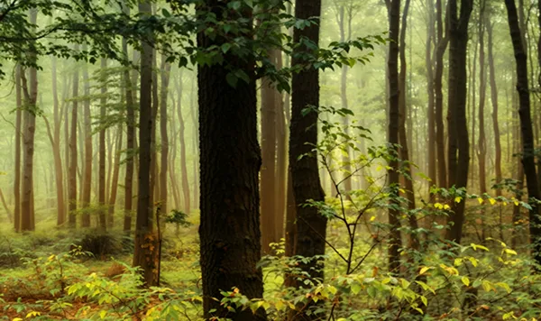 1_Forest_Collection