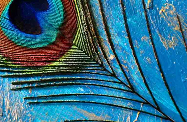 Feather_Customized_Wallpaper