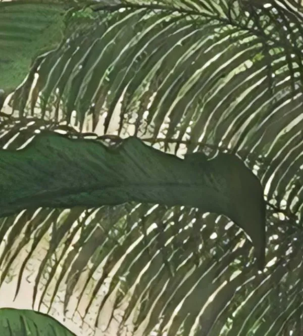 1_Hazy_Meridian_Tropical