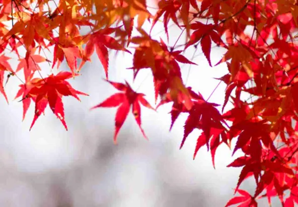 Red_Leaves_Tree_Wallpaper