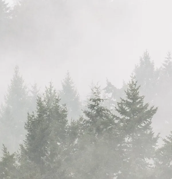 Misty_Forest_In_Black_And_White