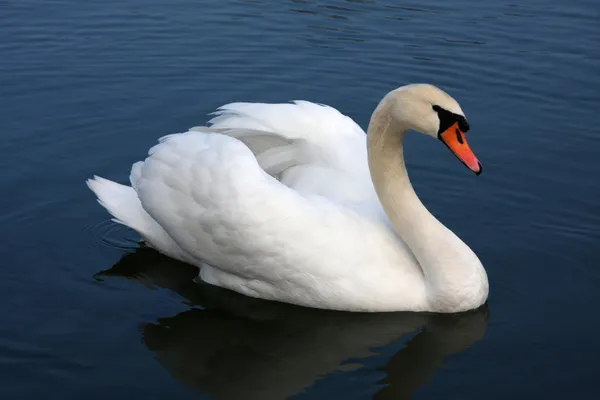 White_Flemingo_Print