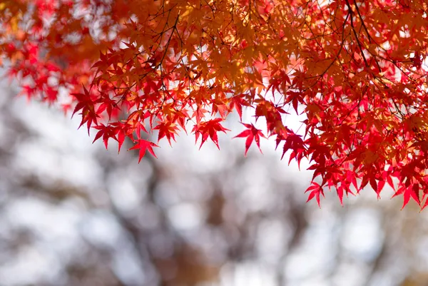 Red_Leaves_Tree_Wallpaper