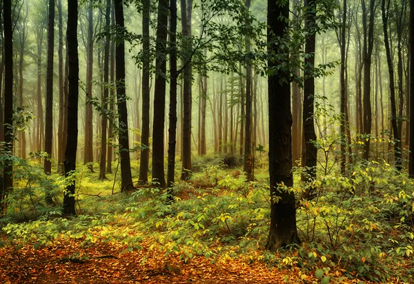 1_Forest_Collection