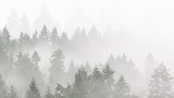Misty_Forest_In_Black_And_White