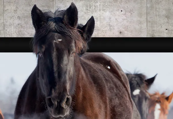 3d_Horse_Customized_Wallpaper