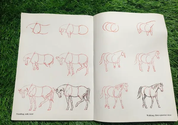 Draw_50_Horses_By_Lee_J_Ames_Default_Title
