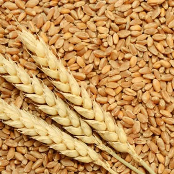 Ghughuti_Unpolished_Milling_Wheat