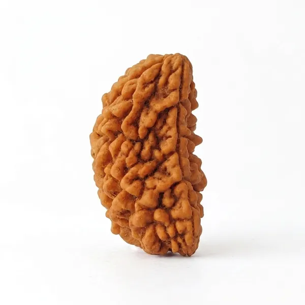 1_Mukhi_Rudraksha_Natural_Half_Moon_Ek_Mukhi_Rudraksha_Bead,_Energised,_for_Men_&_Women