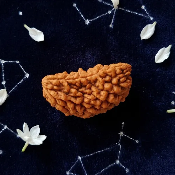 1_Mukhi_Rudraksha_Natural_Half_Moon_Ek_Mukhi_Rudraksha_Bead,_Energised,_for_Men_&_Women