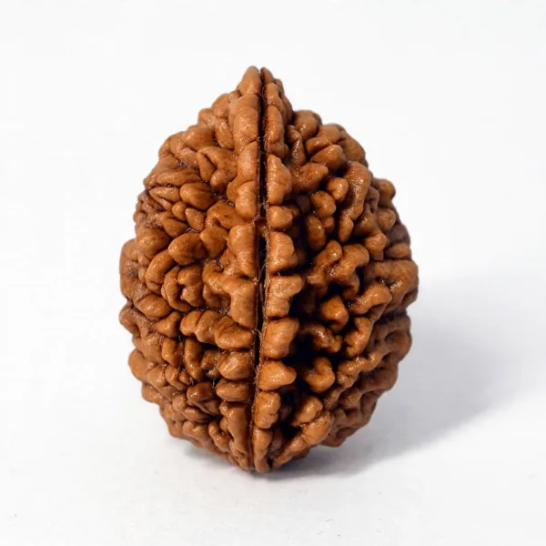 2_Mukhi_Rudraksha_Natural_Do_Mukhi_Rudraksha_Bead_for_Relationship_&_Harmony,_Energised,_for_Men_&_Women