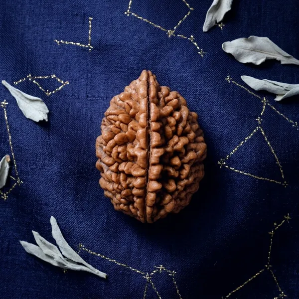 2_Mukhi_Rudraksha_Natural_Do_Mukhi_Rudraksha_Bead_for_Relationship_&_Harmony,_Energised,_for_Men_&_Women