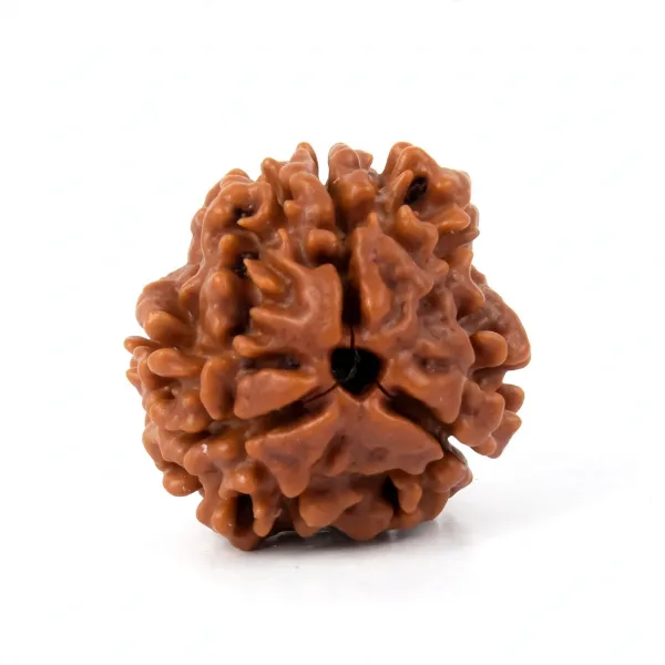 3_Mukhi_Rudraksha_Natural_Teen_Mukhi_Rudraksha_Bead_for_Confidence_&_Energy,_Energised,_for_Men_&_Women