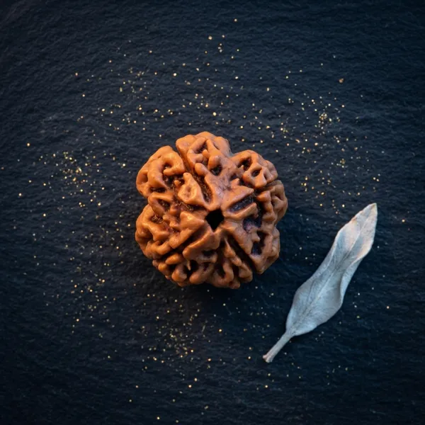 4_Mukhi_Rudraksha_Natural_Char_Mukhi_Rudraksha_Bead_for_Students,_Memory_&_Focus,_Energised,_for_Men_&_Women