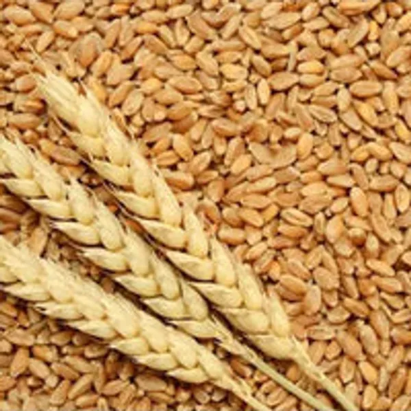 Lokwan_Premium_Wheat_Flour