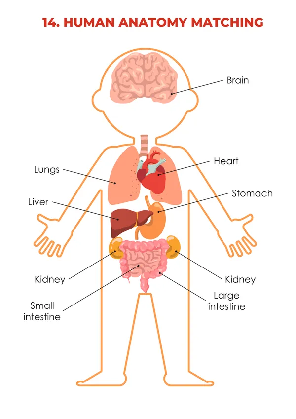 Human_Body_Busy_Book