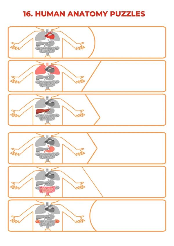 Human_Body_Busy_Book