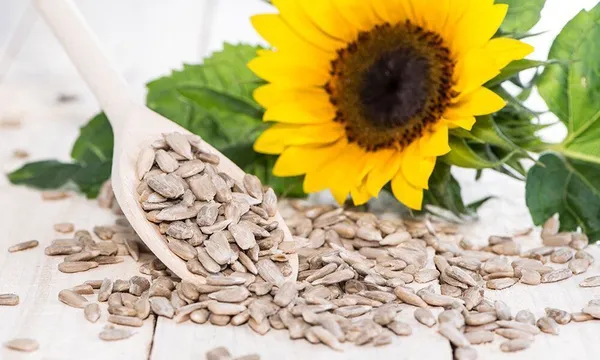BLK_FOODS_Select_500g_Sunflower_Seeds_(surya_mukhi_ke_beej)_For_Eating_|_Sunflower_Seeds_(500_g)