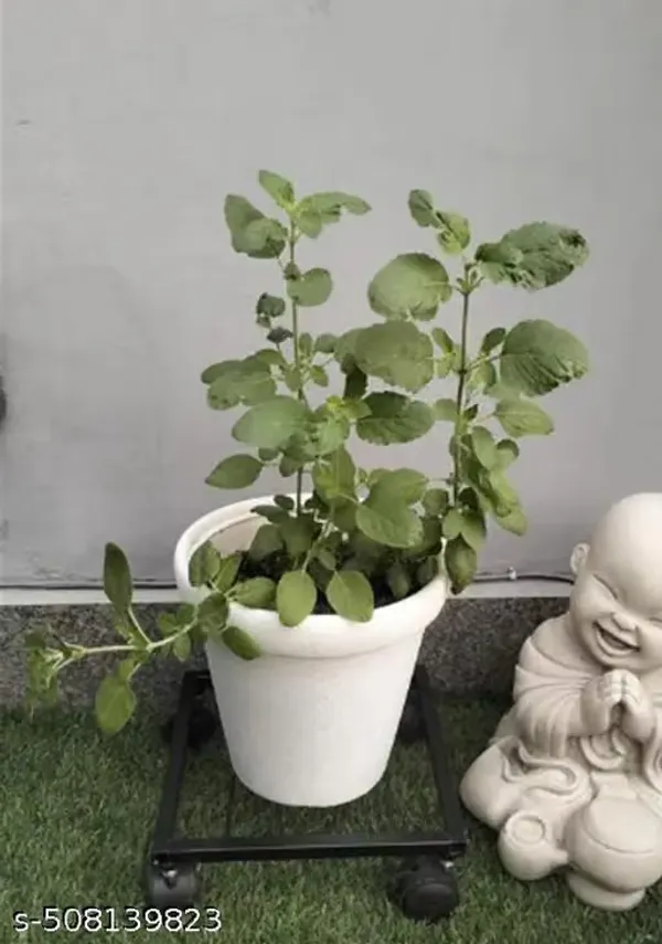 Pack_of_4_Iron_Plant_Stand_with_Rolling_Wheels_|_Heavy_Duty_Pot_Mover_Trolley_for_Indoor_Outdoor_Plants