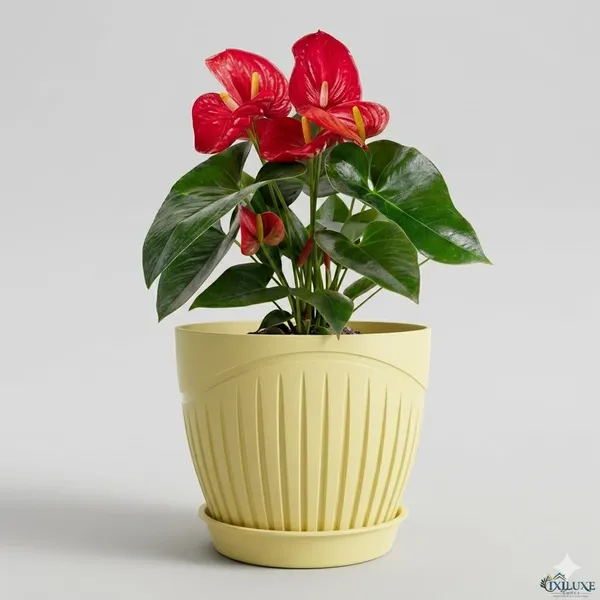 Plastic_Flower_Pot_With_Drain_Tray