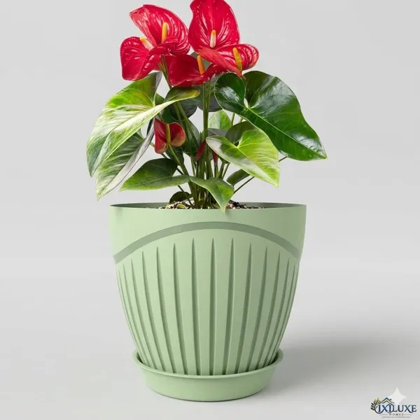 Plastic_Flower_Pot_With_Drain_Tray
