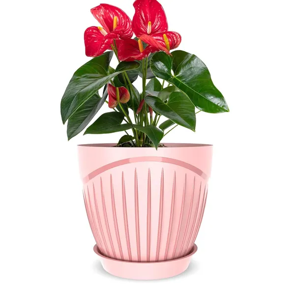 Plastic_Flower_Pot_With_Drain_Tray