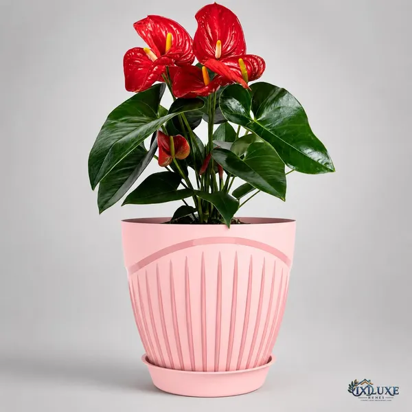 Plastic_Flower_Pot_With_Drain_Tray