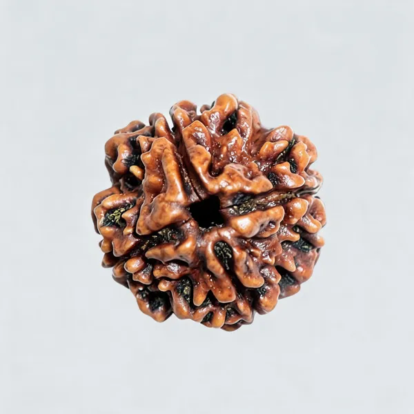 4_Mukhi_Rudraksh_–_Pure,_Natural_&_Lab_Certified