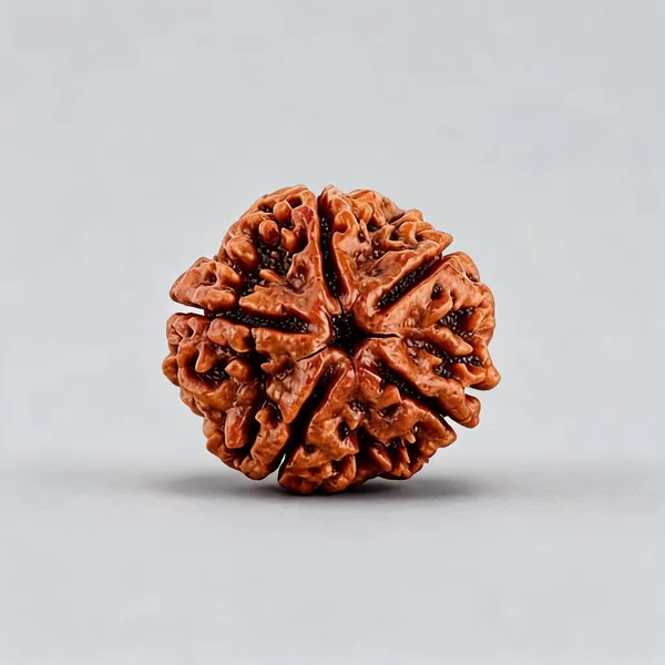 5_Mukhi_Rudraksha_–_Authentic_Lab_Certified_Rudraksh