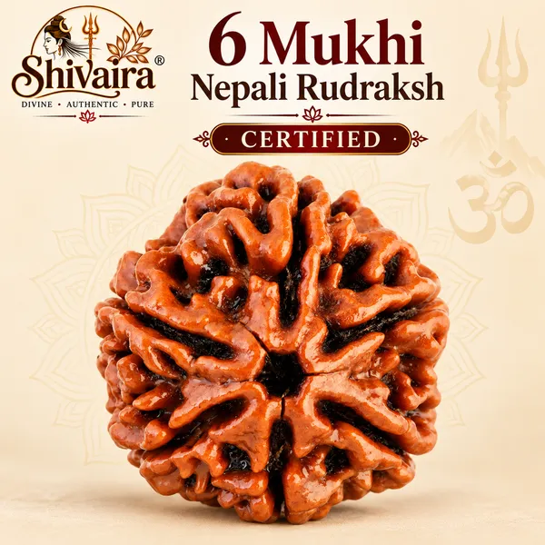 6_Mukhi_Nepali_Rudraksha_â€“_Original_Authentic_Lab_Certified_Rudraksh