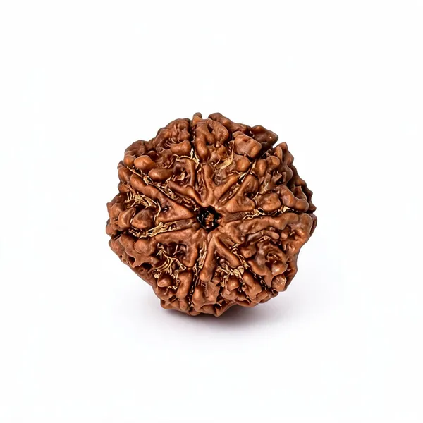 7_Mukhi_Rudraksh_–_Authentic_Natural_Rudraksha_for_Spiritual_Wellness