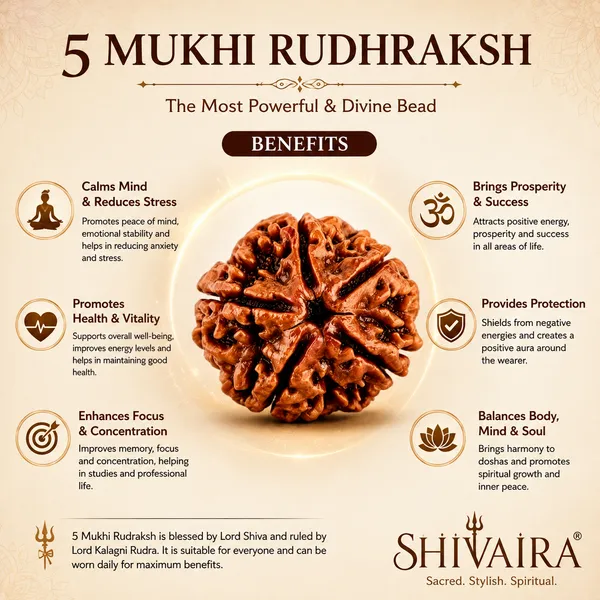 5_Mukhi_Rudraksha_–_Authentic_Lab_Certified_Rudraksh