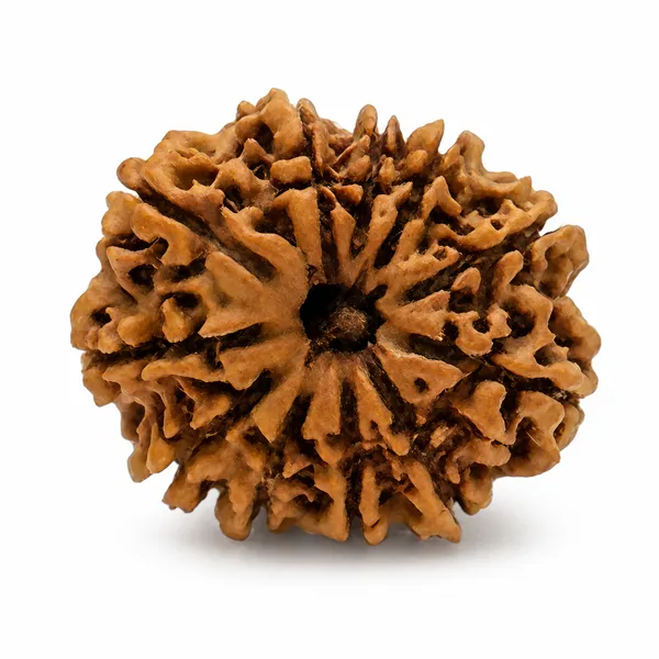 11_Mukhi_Rudrakh
