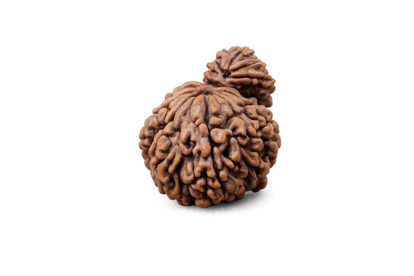 Garbh_Gauri_Rudraksha