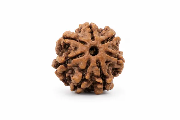 7_Mukhi_Rudraksh