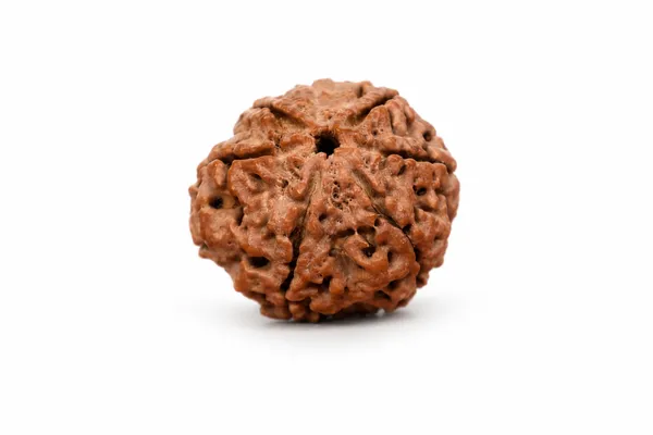 6_Mukhi_Ganesh_Rudraksh_Lab_Certified