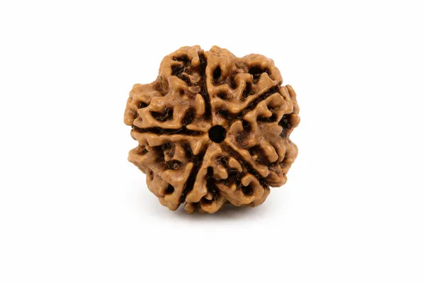 5_Mukhi_Rudraksh