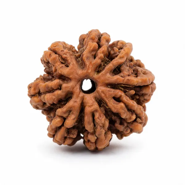 Brown_7_Mukhi_Rudraksha