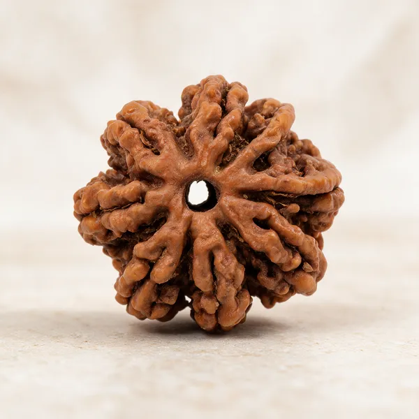 Brown_7_Mukhi_Rudraksha