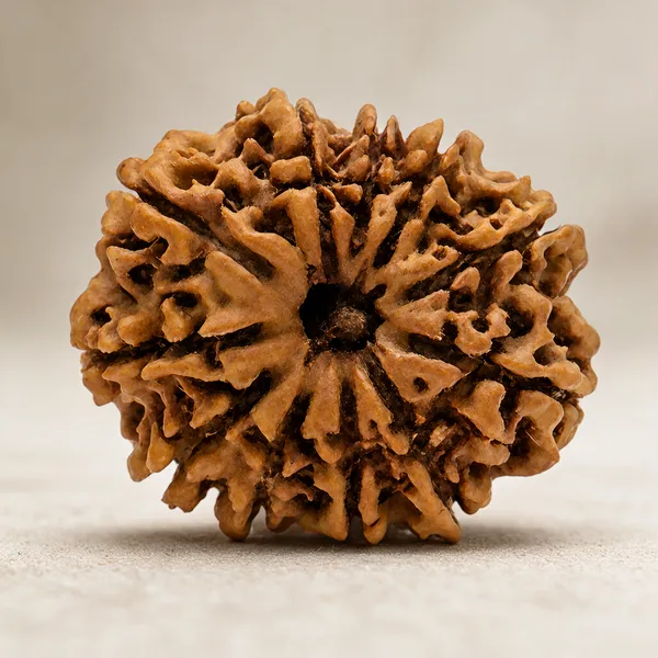 Brown_11_Mukhi_Rudraksha