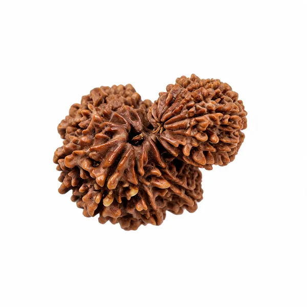 Brown_Gauri_Shankar_Rudraksha